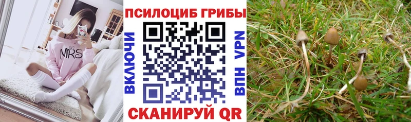 Галлюциногенные грибы Psilocybe  это телеграм  Старая Купавна 